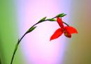 orchidees senat 034 * 3452 x 2452 * (8.57MB)